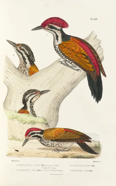 Monographie des picidées pl10 av Alfred Malherbe