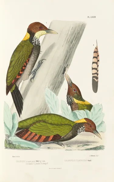 Monographie des picidées pl12 av Alfred Malherbe