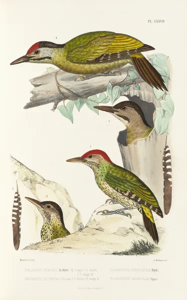 Monographie des picidées pl16 av Alfred Malherbe
