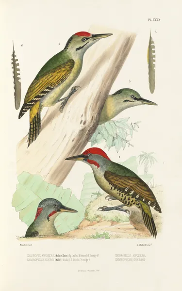 Monographie des picidées pl19 av Alfred Malherbe