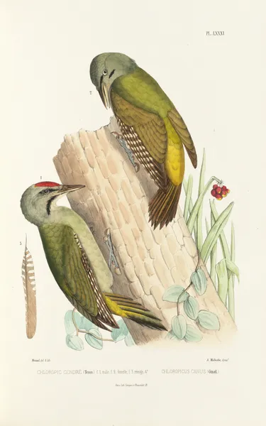 Monographie des picidées pl20 av Alfred Malherbe