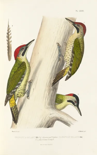 Monographie des picidées pl21 av Alfred Malherbe