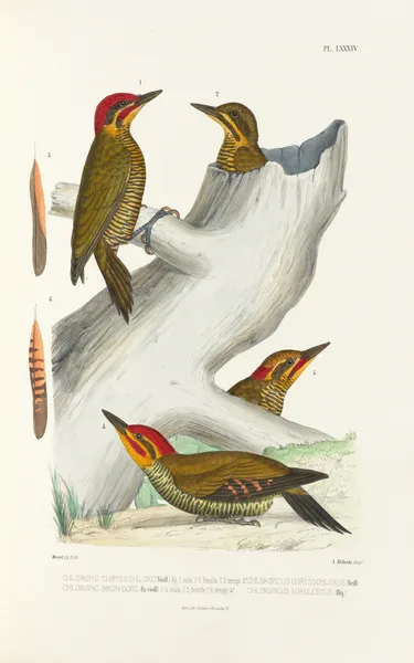 Monographie des picidées pl23 av Alfred Malherbe