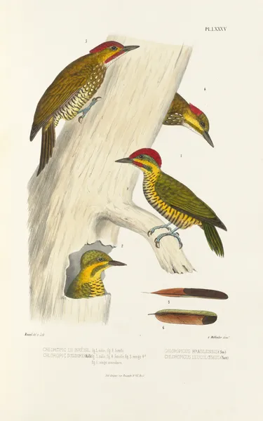 Monographie des picidées pl24 av Alfred Malherbe