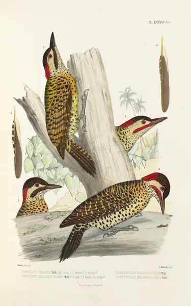 Monographie des picidées pl27 av Alfred Malherbe