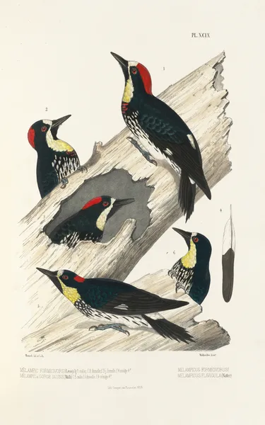 Monographie des picidées pl28 av Alfred Malherbe