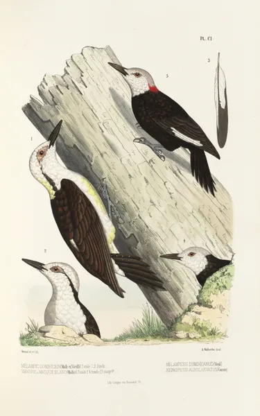 Monographie des picidées pl30 av Alfred Malherbe
