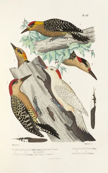 Monographie des picidées pl31 av Alfred Malherbe