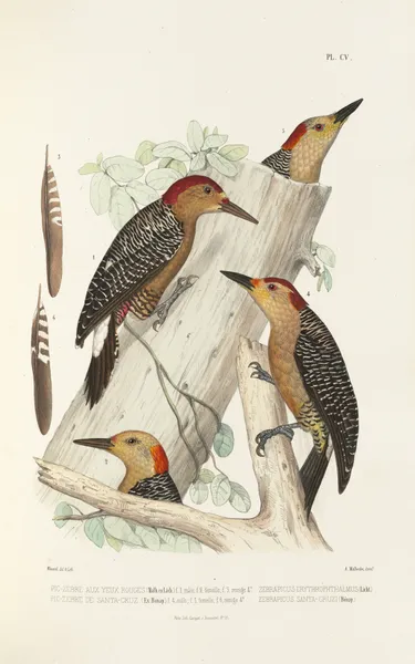 Monographie des picidées pl34 av Alfred Malherbe