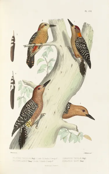 Monographie des picidées pl35 av Alfred Malherbe