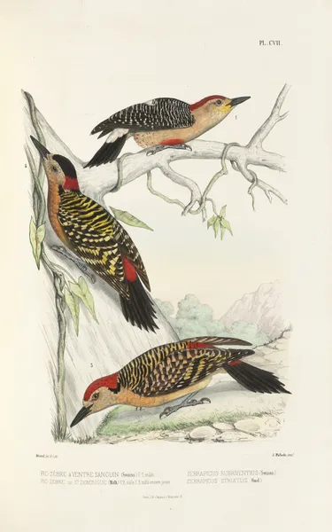Monographie des picidées pl36 av Alfred Malherbe