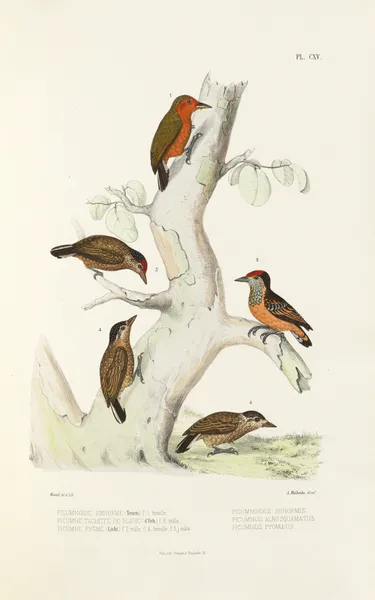 Monographie des picidées pl44 av Alfred Malherbe