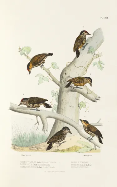 Monographie des picidées pl45 av Alfred Malherbe