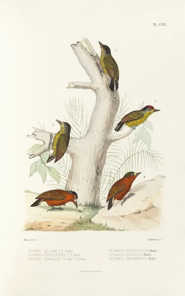 Monographie des picidées pl48 av Alfred Malherbe