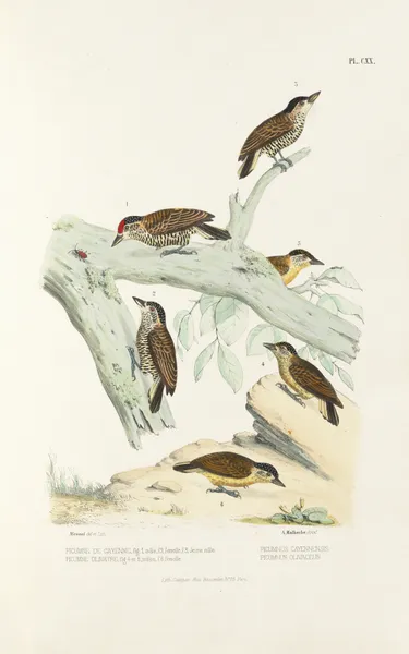 Monographie des picidées pl49 av Alfred Malherbe