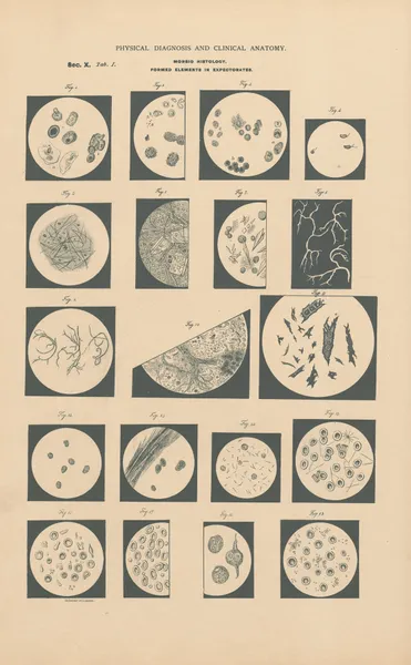 Morphological components in Expectorates av Jean Allard Jeancon
