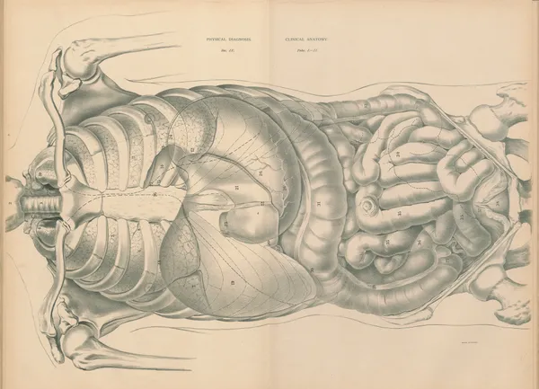 Physical Diagnosis and Clinical Anatomy av Jean Allard Jeancon