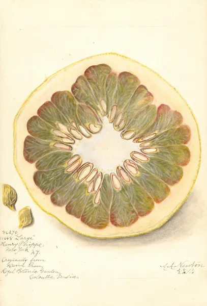 Citrus grandis: 11668 Large av Amanda Almira Newton
