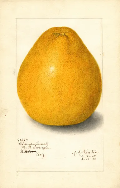 Citrus grandis: Chinese av Amanda Almira Newton