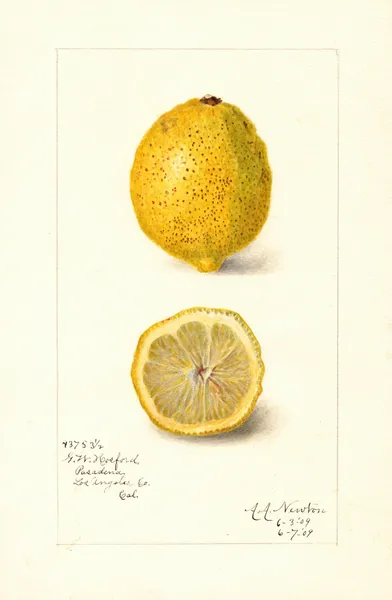 Citrus limon av Amanda Almira Newton