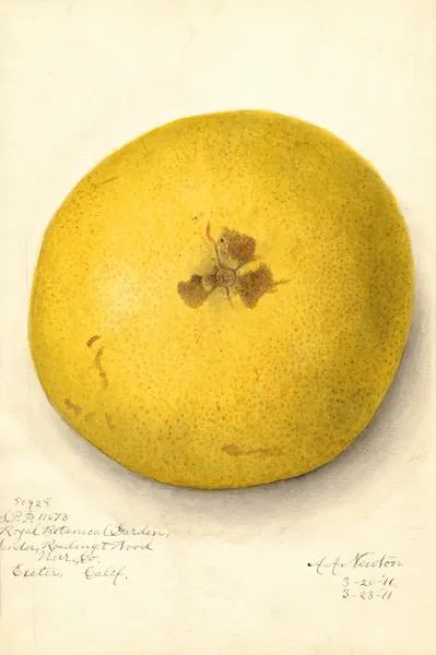 Citrus paradisi av Amanda Almira Newton