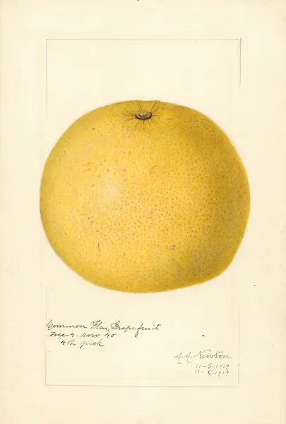 Citrus paradisi av Amanda Almira Newton