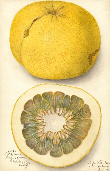 Citrus paradisi av Amanda Almira Newton