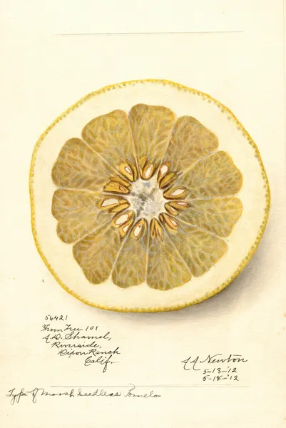 Citrus paradisi: Marsh Seedless av Amanda Almira Newton