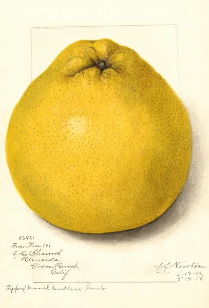 Citrus paradisi: Marsh Seedless av Amanda Almira Newton