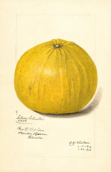 Citrus paradisi: Silver Cluster av Amanda Almira Newton