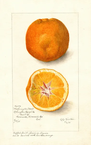 Citrus sinensis: Washington Navel av Amanda Almira Newton