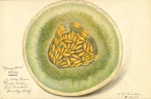 Cucumis melo: Honey Dew av Amanda Almira Newton