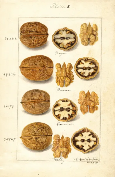 Juglans av Amanda Almira Newton