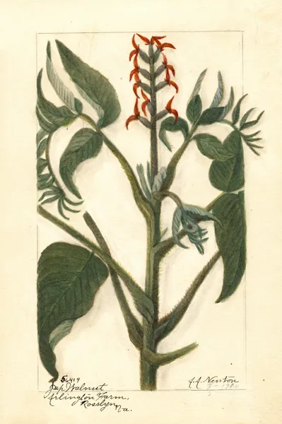 Juglans ailantifolia av Amanda Almira Newton