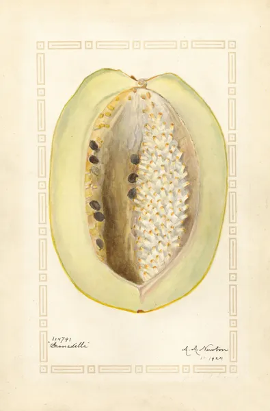 Passiflora quadrangularis av Amanda Almira Newton