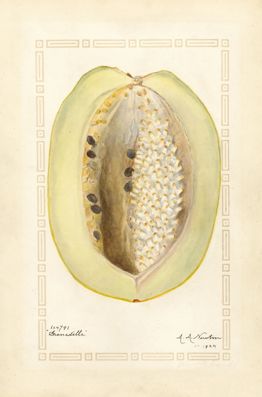 Passiflora quadrangularis av Amanda Almira Newton