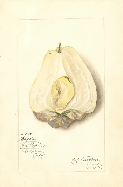 Sechium edule av Amanda Almira Newton