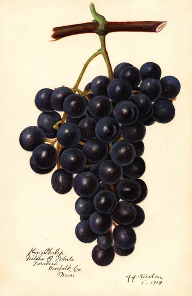 Vitis: King Philip av Amanda Almira Newton