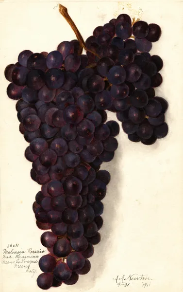 Vitis: Malvasia Rosario av Amanda Almira Newton
