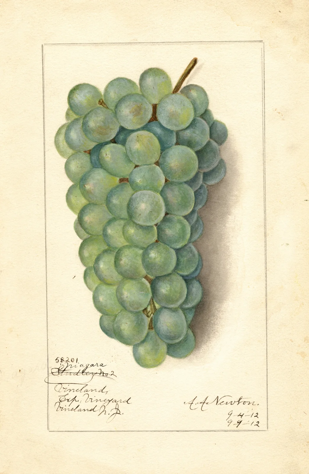 Vitis: Niagara av Amanda Almira Newton