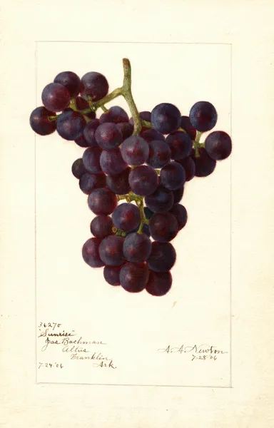Vitis: Sunrise av Amanda Almira Newton