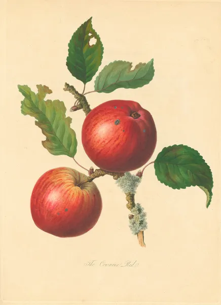 Cowarne Red av Thomas Andrew Knight