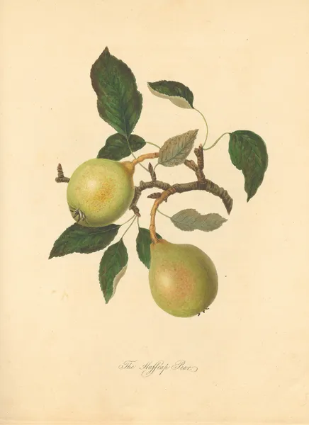 Huffcap Pear av Thomas Andrew Knight