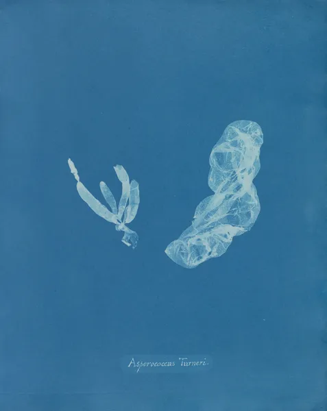 Asperococcus Turneri. av Anna Atkins