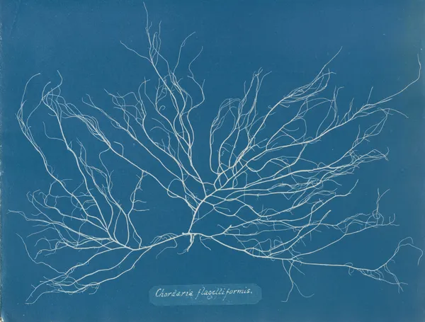 Chordaria flagelliformis. av Anna Atkins