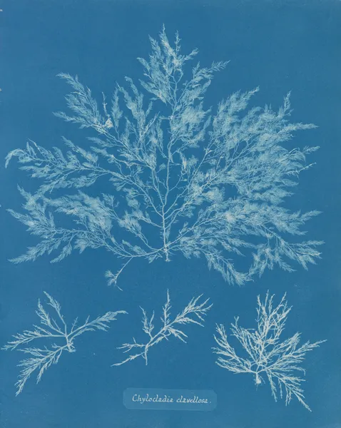 Chylocladia clavellosa av Anna Atkins