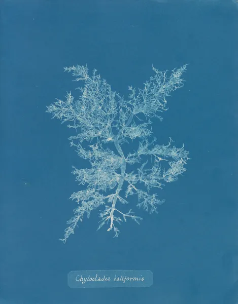 Chylocladia kaliformis av Anna Atkins