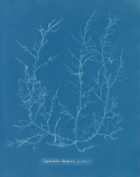 Chylocladia kaliformis (in fruit) av Anna Atkins