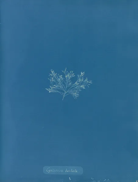 Cystoseira barbata. av Anna Atkins