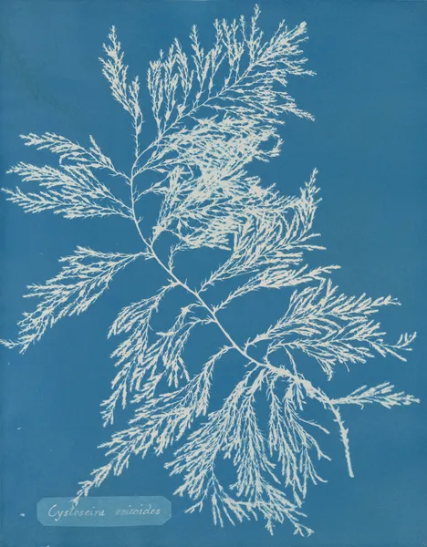 Cystoseira ericoides. av Anna Atkins